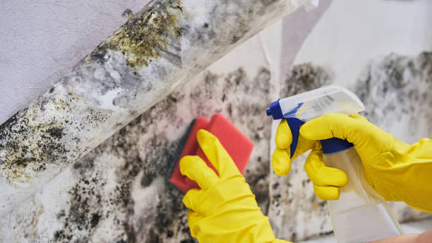 Professional Mold Remediation in Coalgate, OK